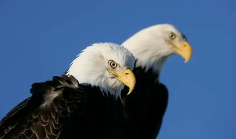 Bald Eagle Stock Photos