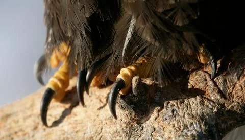 Bald Eagle Stock Photos