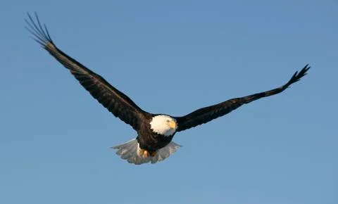 Bald Eagle Stock Photos