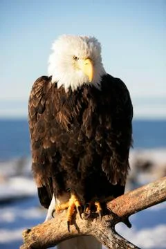 Bald Eagle Stock Photos