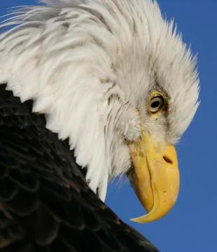 Bald Eagle Stock Photos