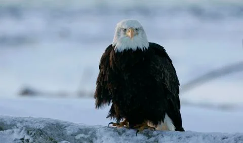 Bald Eagle Stock Photos