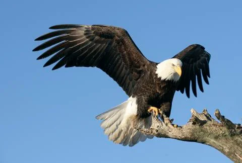 Bald Eagle Stock Photos