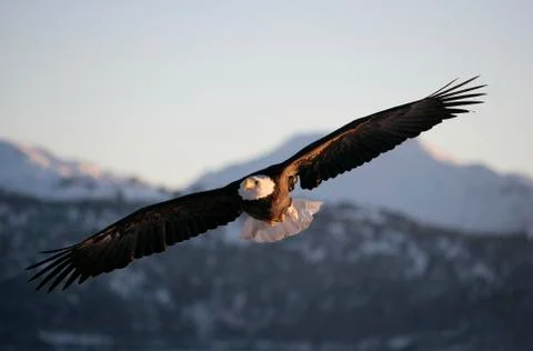 Bald Eagle Stock Photos
