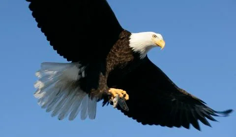 Bald Eagle Stock Photos