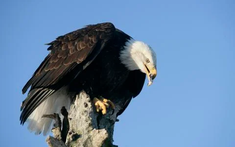 Bald Eagle Stock Photos