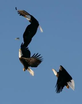 Bald Eagle Stock Photos