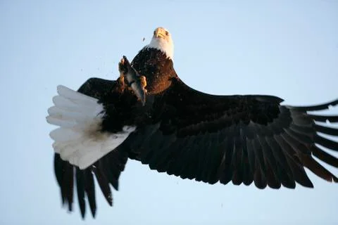 Bald Eagle Stock Photos