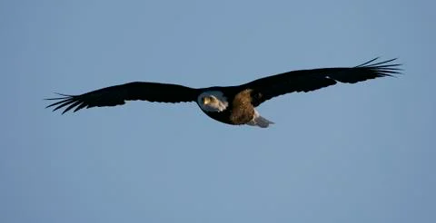 Bald Eagle Stock Photos