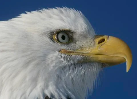Bald Eagle Stock Photos