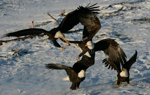 Bald Eagle Stock Photos