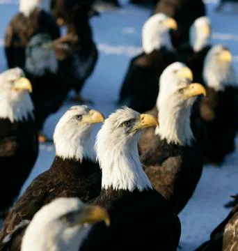 Bald Eagle Stock Photos