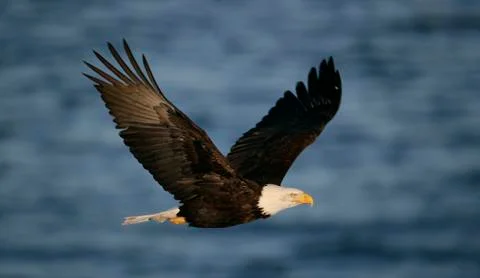 Bald Eagle Stock Photos