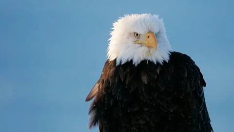 Bald Eagle Stock Photos