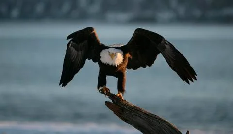 Bald Eagle Stock Photos