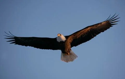 Bald Eagle Stock Photos