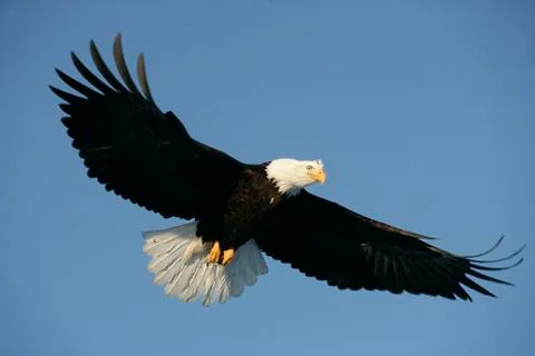 Bald Eagle Stock Photos
