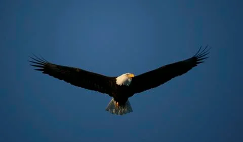 Bald Eagle Stock Photos