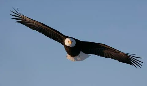 Bald Eagle Stock Photos