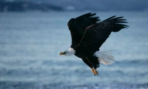 Bald Eagle Stock Photos