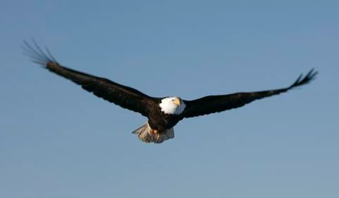 Bald Eagle Stock Photos