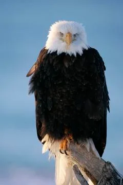 Bald Eagle Stock Photos