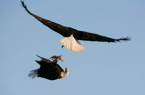 Bald Eagle Stock Photos