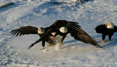 Bald Eagle Stock Photos