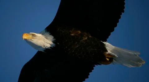 Bald Eagle Stock Photos