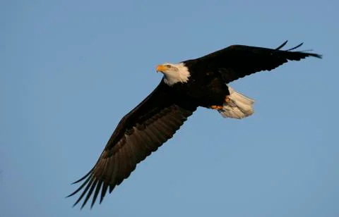 Bald Eagle Stock Photos