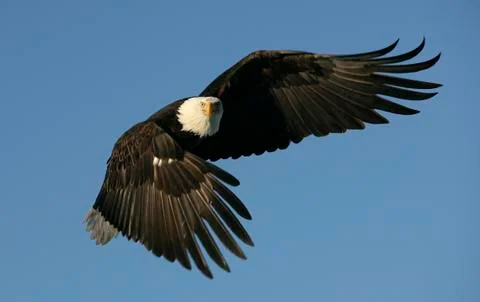 Bald Eagle Stock Photos