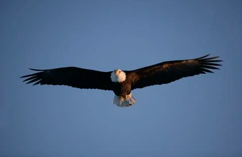 Bald Eagle Stock Photos