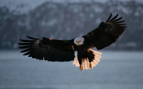 Bald Eagle Stock Photos