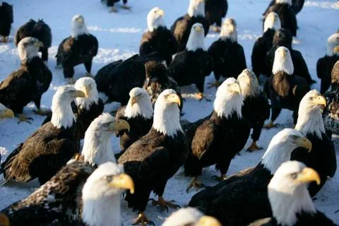 Bald Eagle Stock Photos