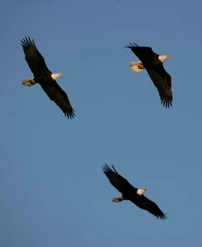Bald Eagle Stock Photos