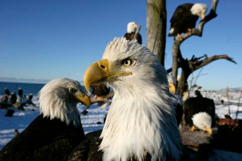 Bald Eagle Stock Photos