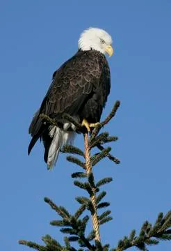 Bald Eagle Stock Photos