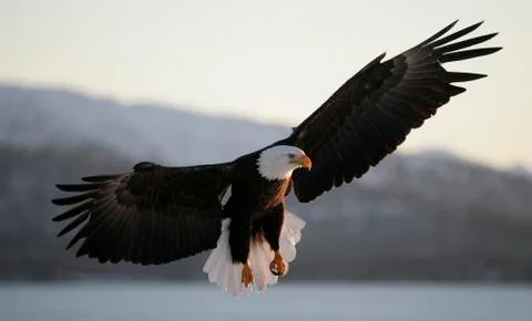 Bald Eagle Stock Photos