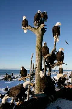 Bald Eagle Stock Photos