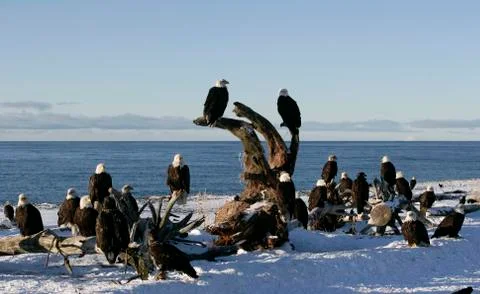 Bald Eagle Stock Photos