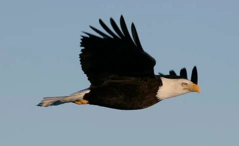 Bald Eagle Stock Photos