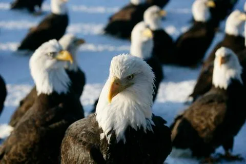Bald Eagle Stock Photos