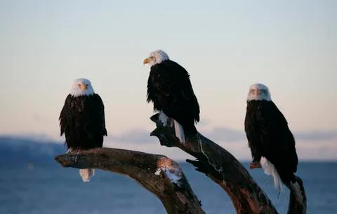 Bald Eagle Stock Photos