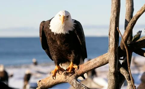 Bald Eagle Stock Photos