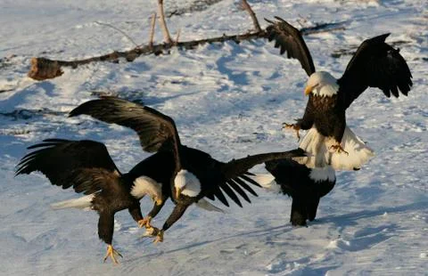 Bald Eagle Stock Photos