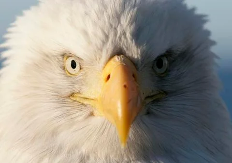 Bald Eagle Stock Photos