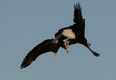 Bald Eagle Stock Photos