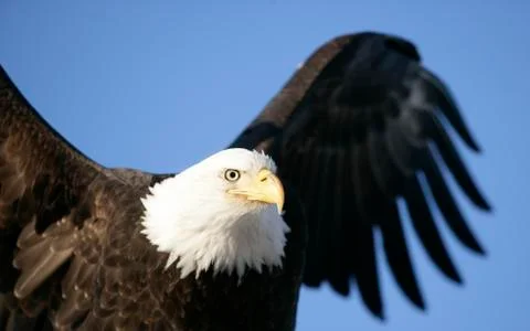 Bald Eagle Stock Photos