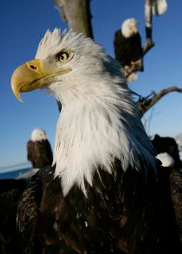 Bald Eagle Stock Photos