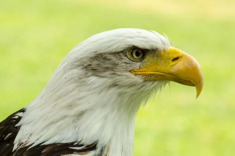 Bald eagle Stock Photos